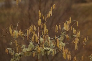 Catkins on the lichen-covered branches of a hazel at Dundreggan.