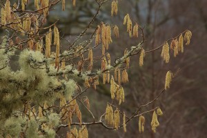 Catkins on the lichen-covered branches of a hazel at Dundreggan.