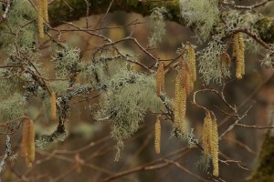 Another view of catkins amongst the lichen-covered branches of the hazel tree.