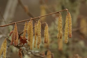 These catkins also show a range of openness, with some still tinged in red, and  not fully extended yet.