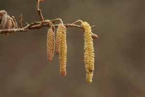 These catkins were more recently-emerged, with those on the left not fully extended yet, as indicated by their size and the reddish tinge to them.