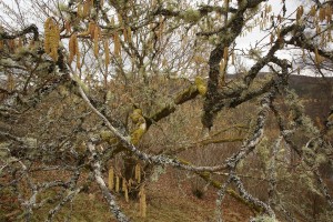 This hazel had a convoluted branch structure, and was also festooned with lichens.