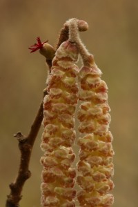 Another view of the catkins and single female flower.