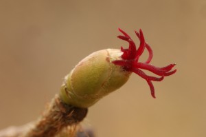High magnification close up of one of the female flowers.