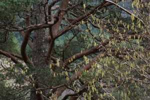 This photograph, of pine branches and hazel catkins, was taken beside the River Moriston, about a mile from Dundreggan.