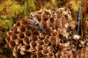 Common wasp (Vespula vulgaris) on a piece of fallen honeycomb underneath the aspen tree growing beside the Aspen Burn.