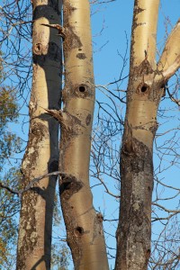 Nest holes made by a great-spotted woodpecker in this multi-trunked aspen tree. The trunk in the middle is the one which was shattered in the storm.
