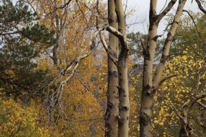In this photo, also from October 2010, the Scots pine and birches the aspen is growing amongst can be seen.