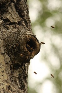 Honey bees (Apis mellifera) utilising a cavity in an aspen tree at Dundreggan.