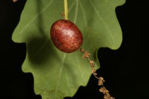 Current gall induced on a catkin of the oak tree by a tiny wasp (Neuroterus quercusbaccarum).