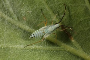 This is the nymph of the same bug (Cyllecoris histrionius) that I'd photographed on the same oak tree, back on 8th June.