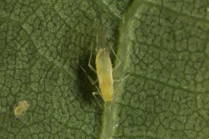 Aphid (Tuberculatus annulatus) on the underside of one of the oak leaves.