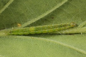 Close up view of the caterpillar, which is of a micro-moth (Ypsolopha parenthesella).