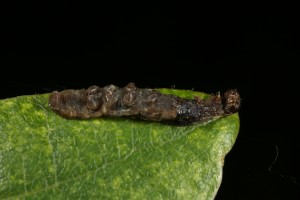 Dead caterpillar on an oak leaf.