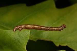Caterpillar on one of the oak's leaves.