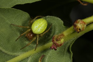 Cucumber spider (Arienella cucurbitina) on the underside of one of the oak leaves.