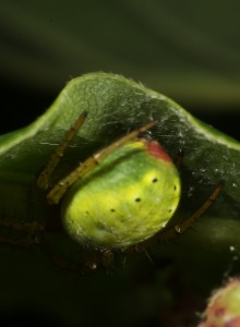 Another view of the cucumber spider (Arienella cucurbitina), showing the red patch at the end of its abdomen.