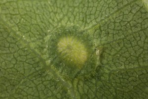 Gall induced by the sexual generation of a gall wasp (Neuroterus numismalis) on the underside of an oak leaf.
