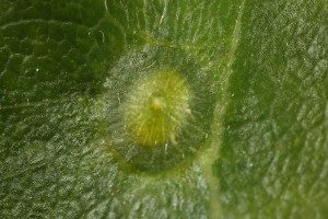 This is the upper side of the same leaf, showing the gall induced by the wasp (Neuroterus numismalis).