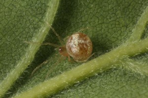 Immature spider on the underside of another oak leaf.