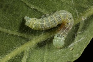 This caterpillar, on the underside of another oak leaf, was probably a young larva of the common quaker moth  (Orthosia cerasi). 