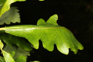 This oak leaf was unusually distorted, indicating that there might be something feeding on its underside.