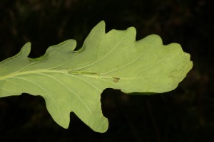Turning the leaf over revealed this tiny caterpillar on the underside.