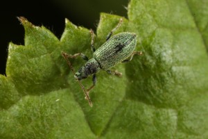 Silver green leaf weevil (Phyllobius argentatus) on the underside of a hazel leaf.