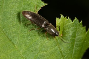 Click beetle (Athous haemorrhoidalis) on a hazel leaf.
