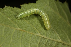 Caterpillar of the clouded drab moth (Orthosia incerta) on the underside of a hazel leaf.