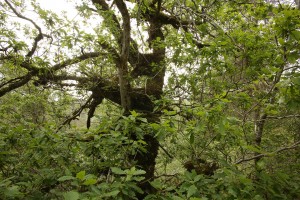 Oak tree (Quercus petraea) beside the road, above Badger falls in Glen Affric.