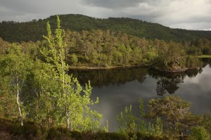 Aspen (Populus tremula) and Scots pines (Pinus sylvestris) over looking Loch Beinn a'Mheadhoin in Glen Affric.
