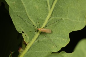 Cranefly (Molophilus sp.) on the underside of an oak leaf.