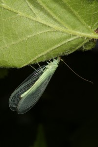 Green lacewing (Chrysoperla carnea) on a leaf of the hazel tree.