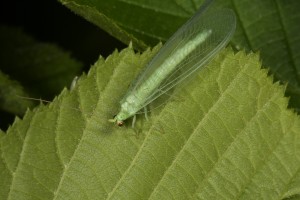 Another view of the green lacewing (Chrysoperla carnea) on the hazel leaf.