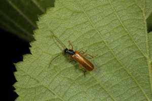 Soldier beetle (Rhagonycha lignosa) on a leaf of the hazel tree.