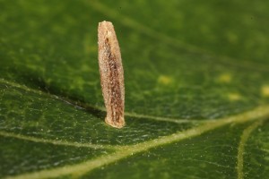 Larval case of a micro-moth on one of the oak leaves.