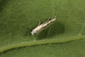 Micro-moth (Phyllonorycter harrisella) on a leaf of the oak tree.