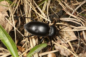 Ground beetle (Carabus glabratus), near Dog Falls in Glen Affric.