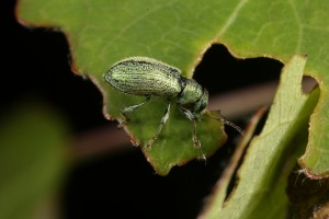 Silver-green leaf weevil (Phyllobius argentatus) on a partially-eaten aspen leaf.