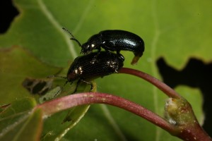 Leaf beetles (Phratora vitellinae) about to mate on the leaf of a young aspen tree.