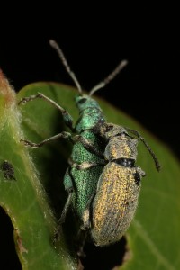 A pair of mating silver-green leaf weevils (Phyllobius argentatus) on an aspen leaf.