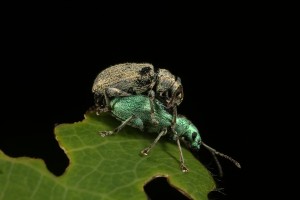 Another view of the mating silver-green leaf weevils (Phyllobius argentatus).