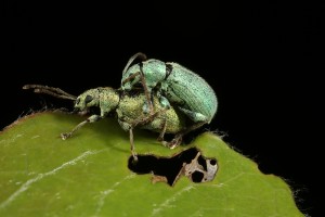 Here, a male and female with the colours revsersed from the previous couple are mating.