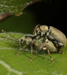 Here a pair of similarly-coloured silver-green leaf weevils were mating.