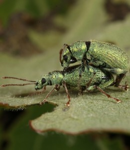 Another pair of similarly-coloured weevils mating.