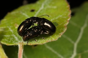Here, a male beetle is attempting to usurp the place of another male who is successfully mating with a female.
