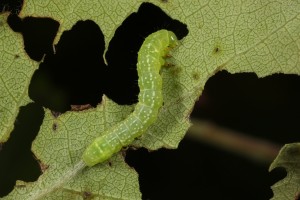 Caterpillar feeding on a leaf of the young aspen.