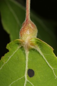 Another view of the gall at the base of the aspen leaf.