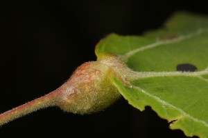 A gallon an aspen leaf, at the point where the petiole or leaf stem meets the leaf blade.